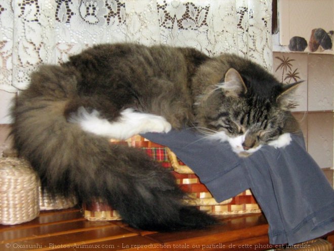 Photo de Maine coon