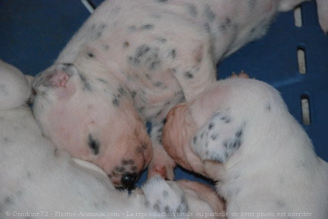 Photo de Dalmatien