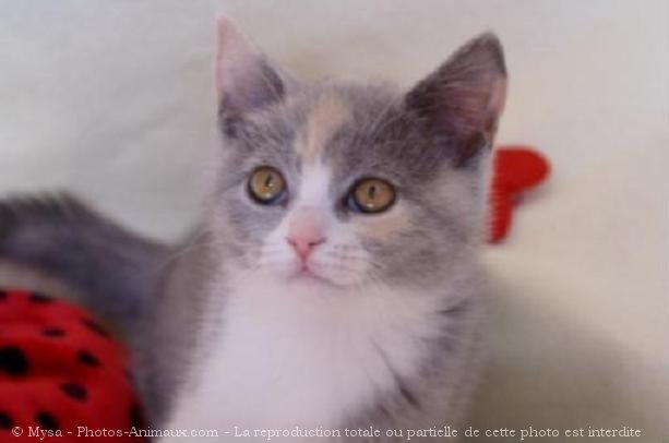 Photo de British shorthair