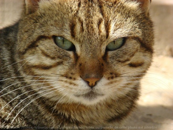 Photo de Chat domestique