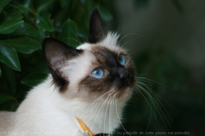 Photo de Sacr de birmanie