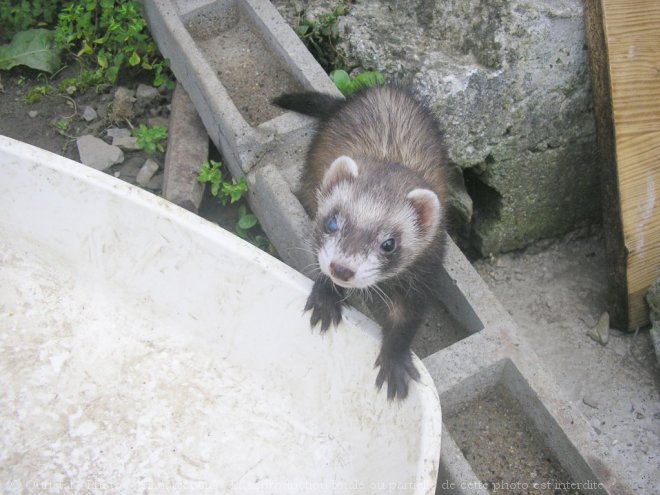 Photo de Furet