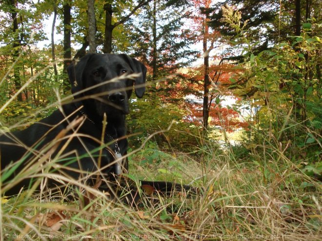 Photo de Labrador retriever