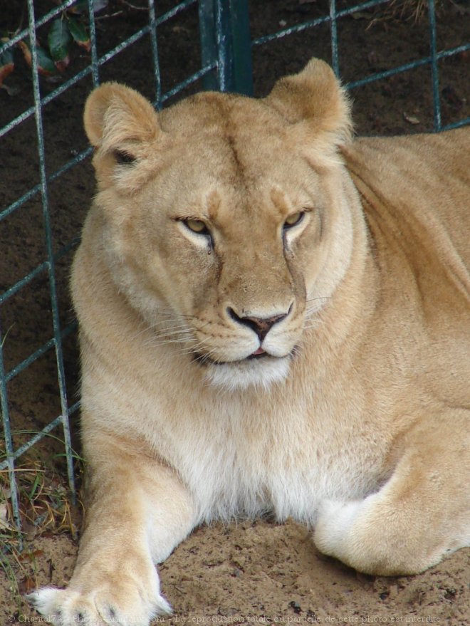 Photo de Lion