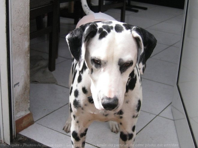 Photo de Dalmatien