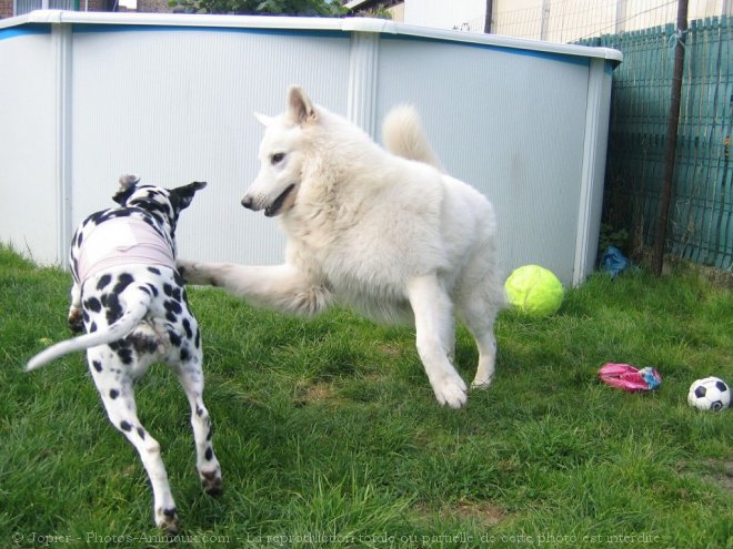 Photo de Races diffrentes