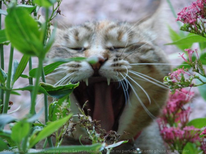 Photo de Chat domestique