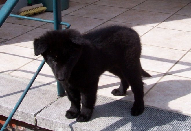 Photo de Berger belge groenendael