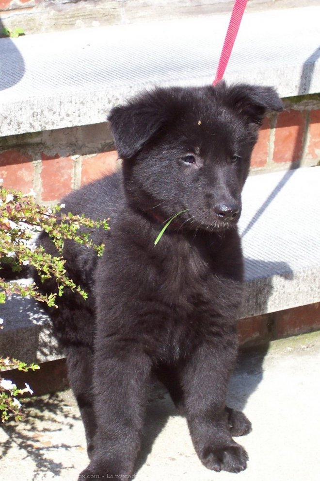 Photo de Berger belge groenendael