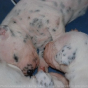 Photo de Dalmatien