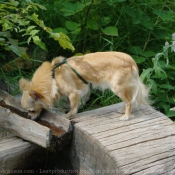 Photo de Chihuahua  poil long