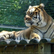 Photo de Tigre