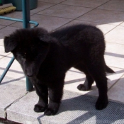 Photo de Berger belge groenendael