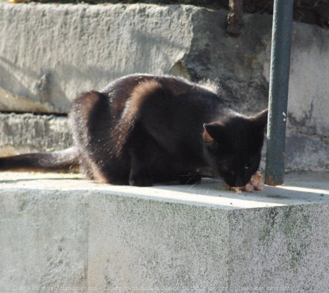 Photo de Chat domestique