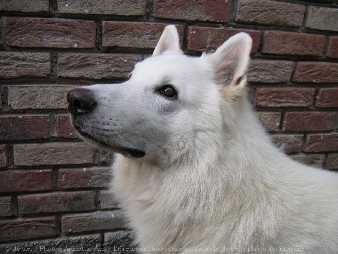 Photo de Berger blanc suisse