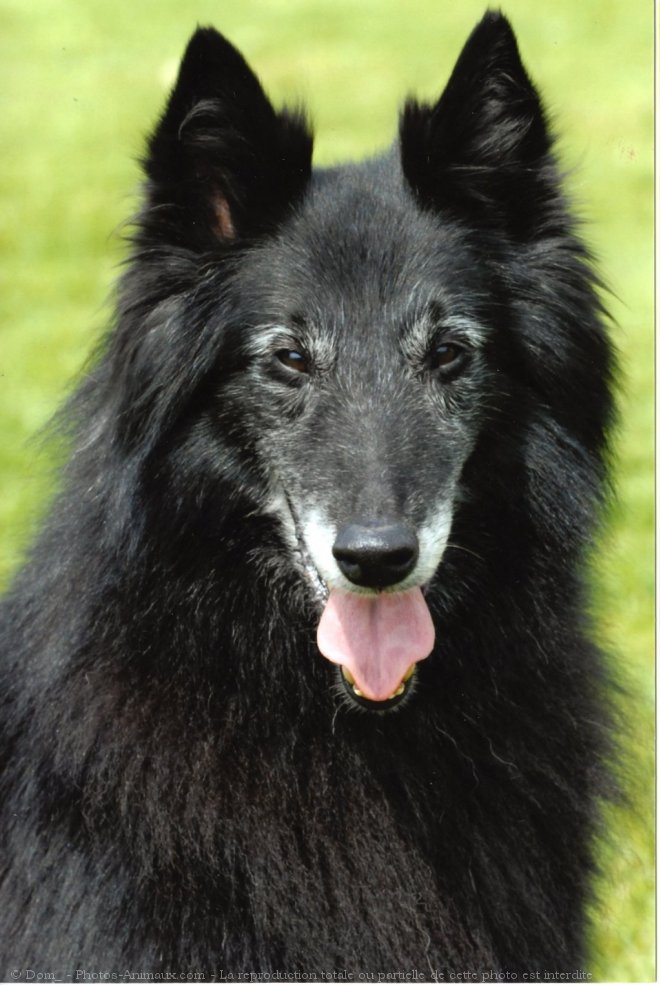 Photo de Berger belge groenendael