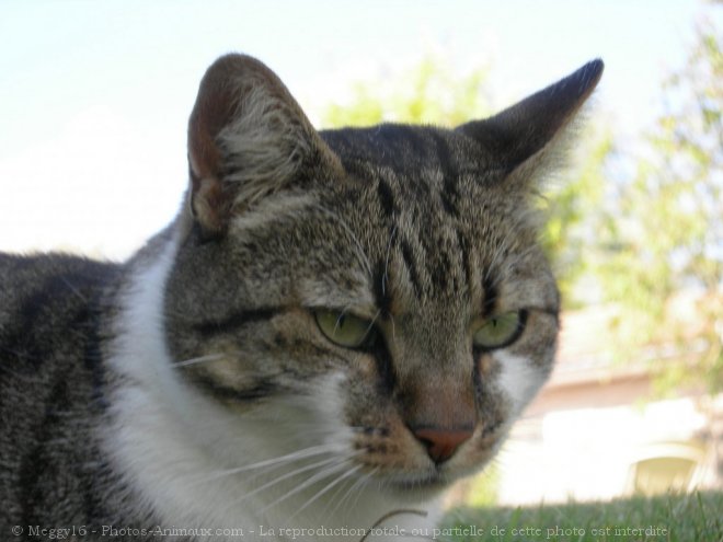 Photo de Chat domestique