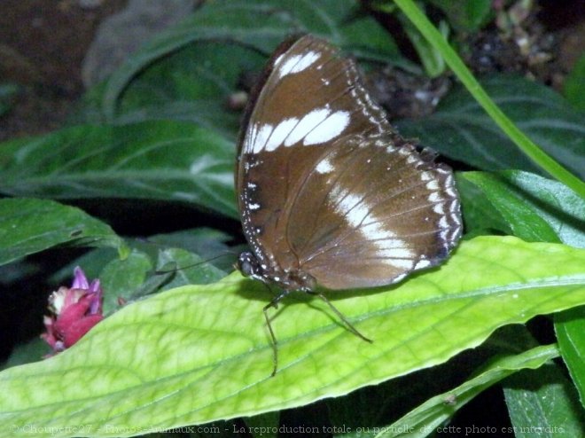 Photo de Papillon