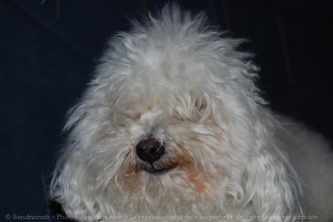 Photo de Bichon maltais