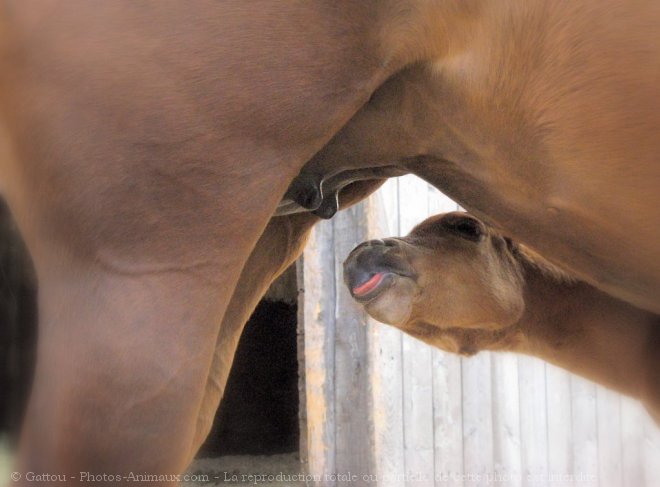 Photo de Quarter horse