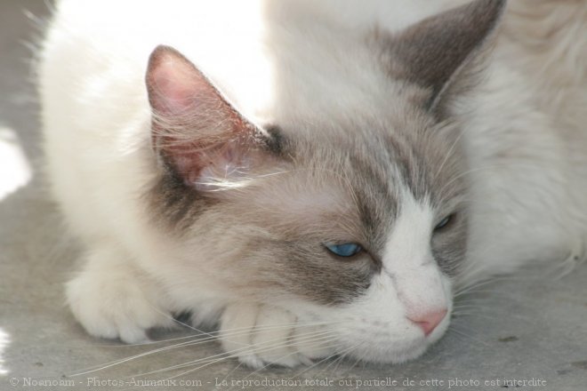 Photo de Ragdoll