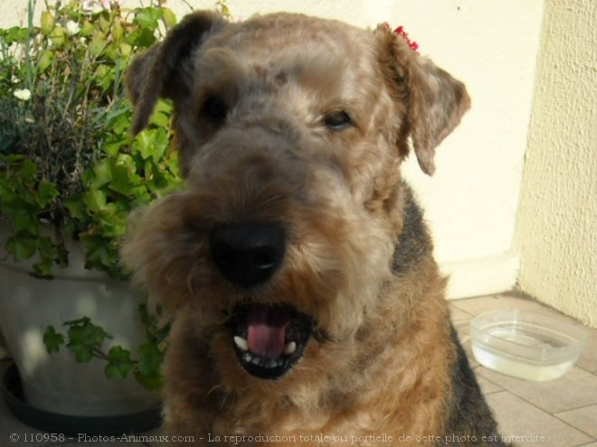 Photo d'Airedale terrier