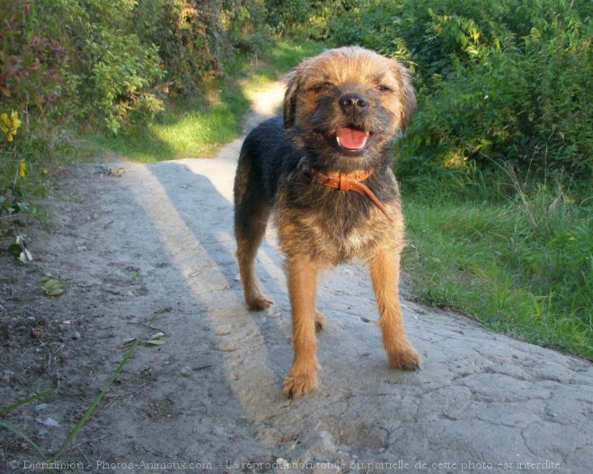 Photo de Border terrier