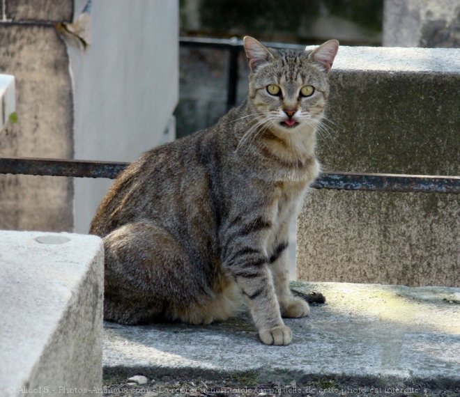 Photo de Chat domestique