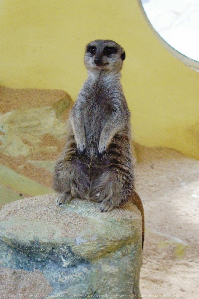 Photo de Suricate