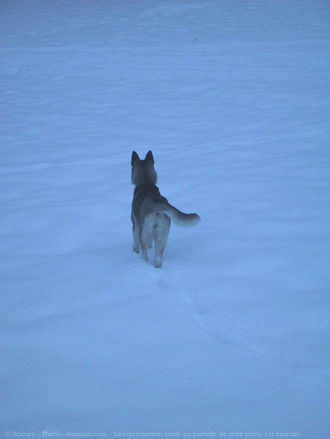 Photo de Husky siberien