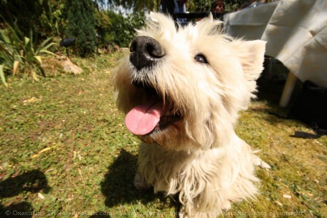 Photo de West highland white terrier