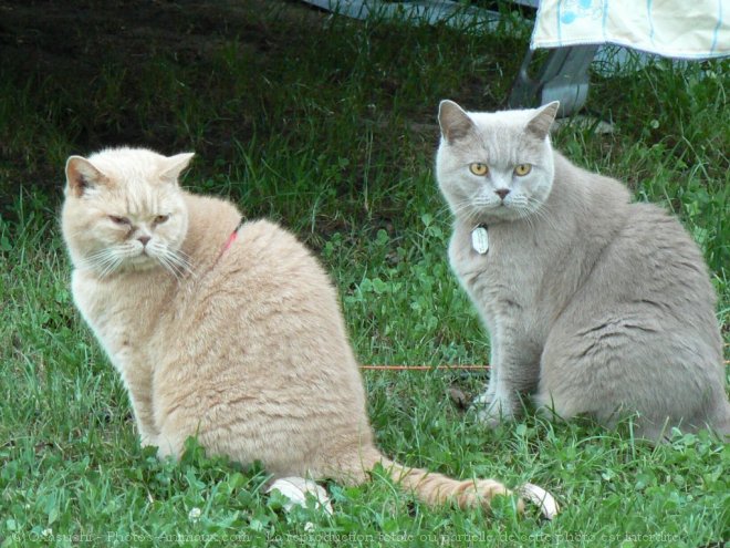 Photo de Chartreux