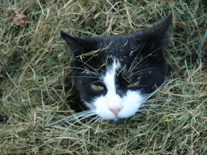 Photo de Chat domestique