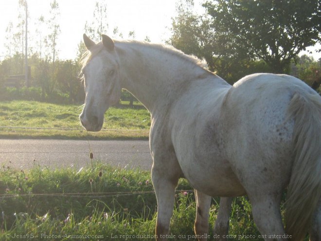 Photo d'Anglo-arabe