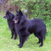 Photo de Berger belge groenendael