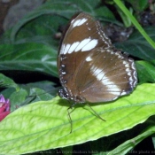 Photo de Papillon