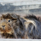 Photo de Cochon d'inde - pruvien