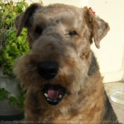 Photo d'Airedale terrier