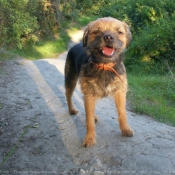 Photo de Border terrier