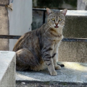 Photo de Chat domestique