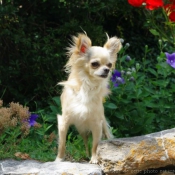 Photo de Chihuahua  poil long