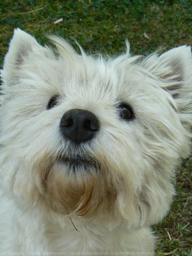 Photo de West highland white terrier