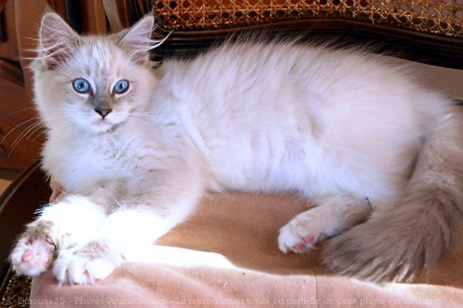 Photo de Ragdoll