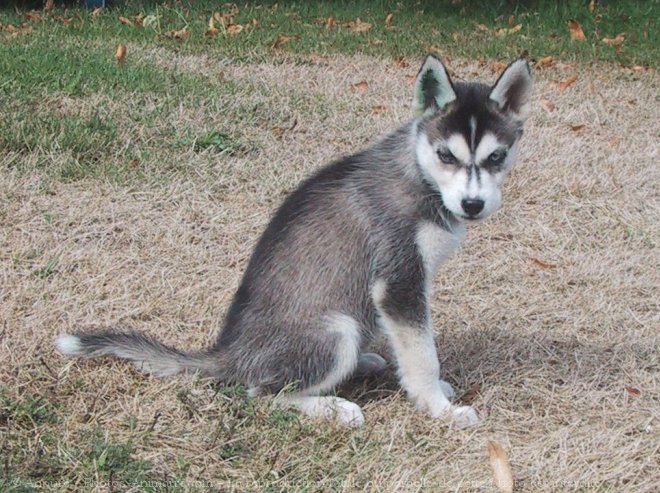 Photo de Husky siberien