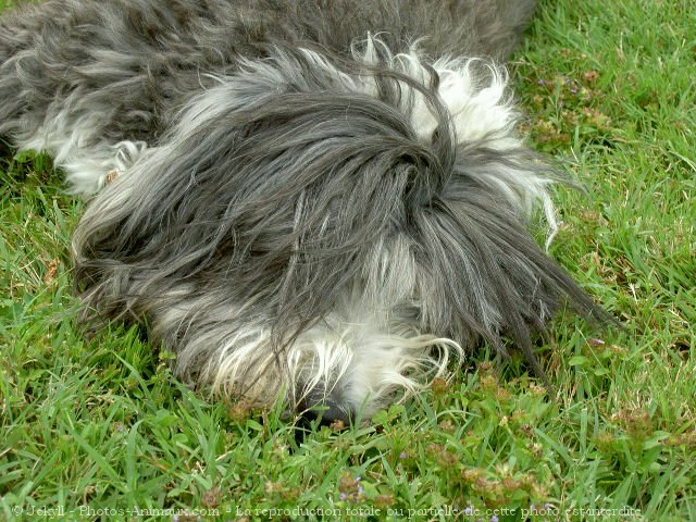 Photo de Bearded collie