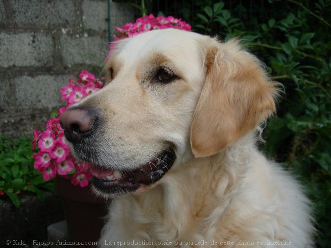 Photo de Golden retriever