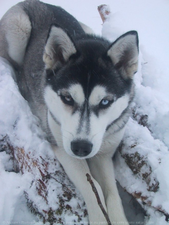 Photo de Husky siberien