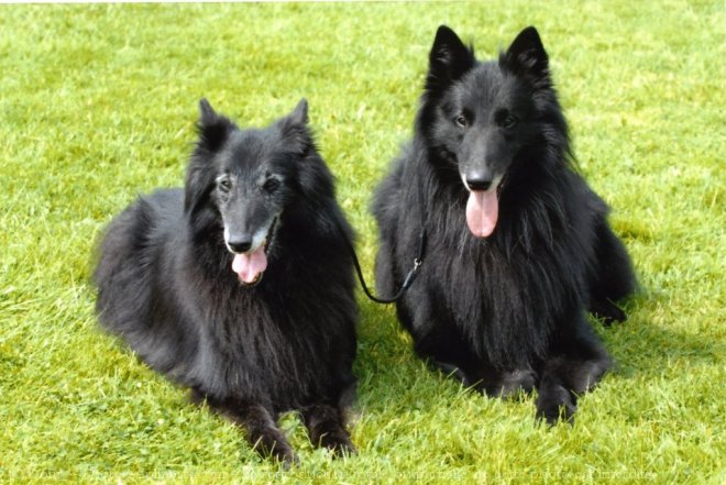 Photo de Berger belge groenendael