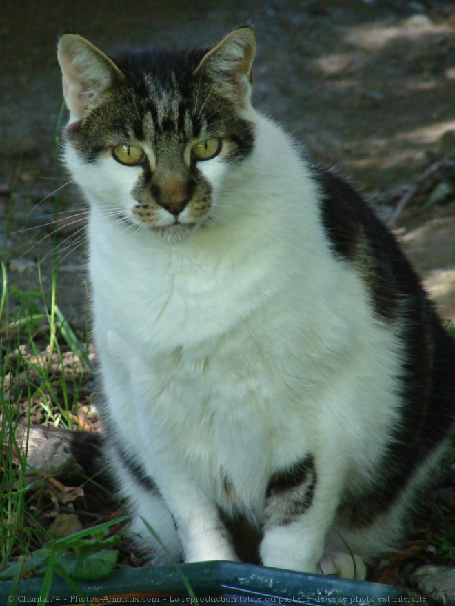 Photo de Chat domestique