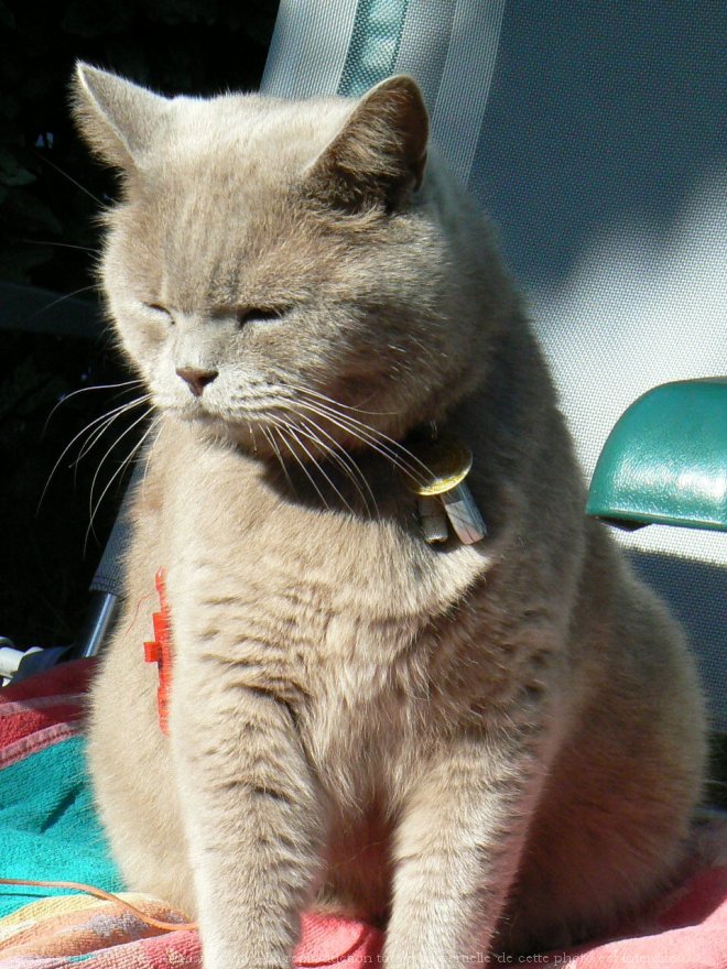 Photo de Chartreux